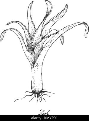 Vegetali e le erbe, illustrazione vettoriale di kurrat freschi, latifoglie porro selvatico o allium ampeloprasum utilizzato per il condimento di cottura. isolato su bianco b Illustrazione Vettoriale