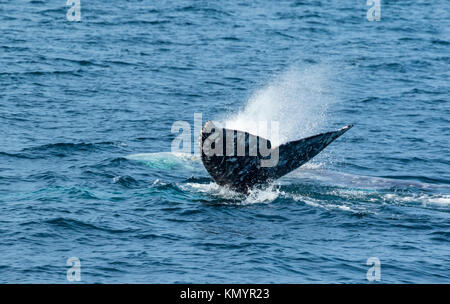 Pacifico del Nord a destra (balena Eubalaena japonica), il Parco Nazionale delle Channel Islands, California, USA, America Foto Stock