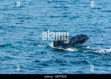 Pacifico del Nord a destra (balena Eubalaena japonica), il Parco Nazionale delle Channel Islands, California, USA, America Foto Stock