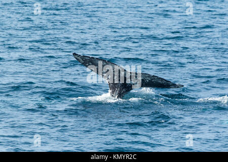 Pacifico del Nord a destra (balena Eubalaena japonica), il Parco Nazionale delle Channel Islands, California, USA, America Foto Stock