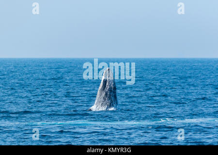 Pacifico del Nord a destra (balena Eubalaena japonica), il Parco Nazionale delle Channel Islands, California, USA, America Foto Stock