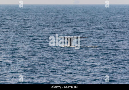 Pacifico del Nord a destra (balena Eubalaena japonica), il Parco Nazionale delle Channel Islands, California, USA, America Foto Stock