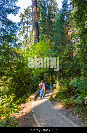 Hall di muschi Trail nel Hoh Rain Forest iin Olypmic National Park nello Stato di Washington negli Stati Uniti Foto Stock