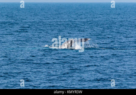 Pacifico del Nord a destra (balena Eubalaena japonica), il Parco Nazionale delle Channel Islands, California, USA, America Foto Stock