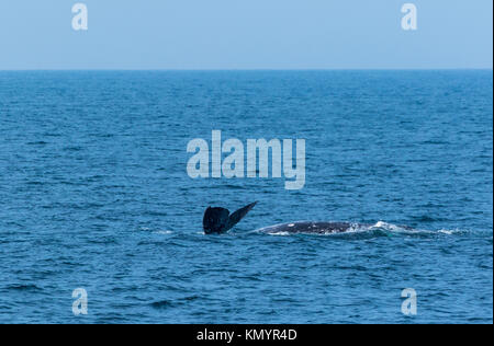 Pacifico del Nord a destra (balena Eubalaena japonica), il Parco Nazionale delle Channel Islands, California, USA, America Foto Stock