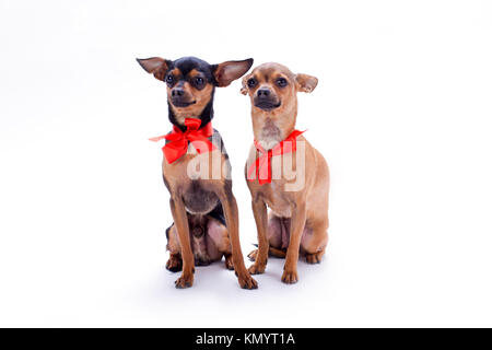 Adorabili cani Pedigree con centine rosso. Foto Stock