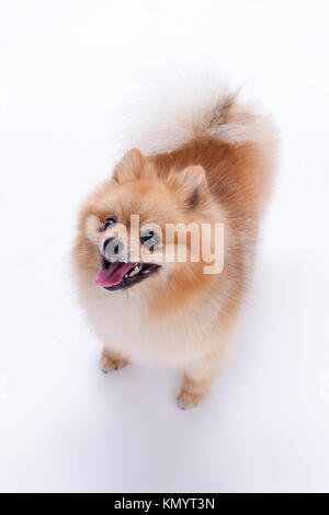 Gioioso spitz di Pomerania, studio shot. Foto Stock