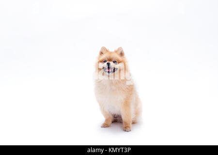 Carino giovane cane di Pomerania. Foto Stock