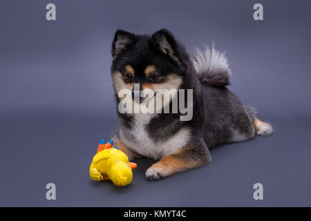 Ritratto di Pomerania spitz con il giocattolo. Foto Stock