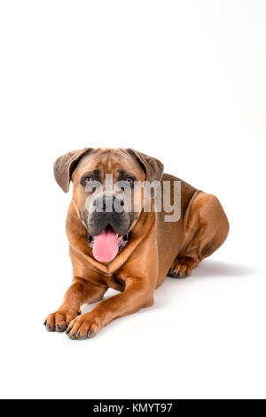 Ritratto in studio di italian mastiff cane corso. Foto Stock