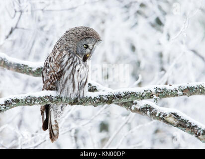 Close-up di un appollaia grande gufo grigio in Finlandia, inverno Foto Stock