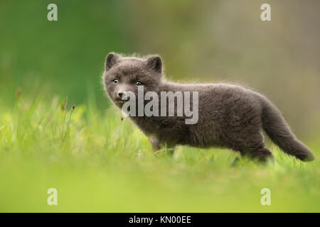 Molto carino blue morph Arctic Fox cub in piedi da solo nel prato in estate a Hornstrandir riserva naturale, Islanda Foto Stock