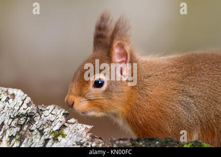 In prossimità di uno scoiattolo rosso, Scotland, Regno Unito Foto Stock