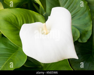 Arum Lily impianto ( Zantedeschia aethiopica ) in fiore Foto Stock