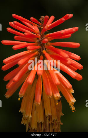 Red Hot Poker, torcia Lily, Tritoma Foto Stock