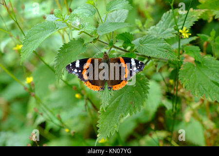 Red Admiral Butterfly Foto Stock