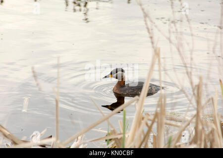 Red-Necked Crebe pesca in Rietzer vedere (Lago Rietz), una riserva naturale vicino alla città di Brandeburgo nella Germania nord-orientale Foto Stock