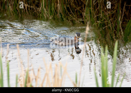 Red-Necked Crebe pesca in Rietzer vedere (Lago Rietz), una riserva naturale vicino alla città di Brandeburgo nella Germania nord-orientale Foto Stock