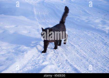 Un soffice nero gatto con gli occhi gialli passeggiate attraverso la neve. La coda è una tubazione. Foto Stock