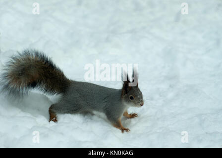 Eurasian scoiattolo rosso in grigio cappotto invernale con auricolari a ciuffi scoiattolo rosso sulla neve Foto Stock