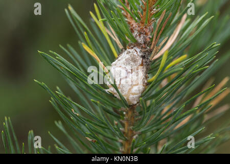 Kiefernharzgallen-Wickler, Raupe, larve di Galle un Kiefer, Kiefernharz-Gallenwickler, Kiefernharzgallenwickler, Kiefern-Harzgallenwickler, Föhrenharz Foto Stock