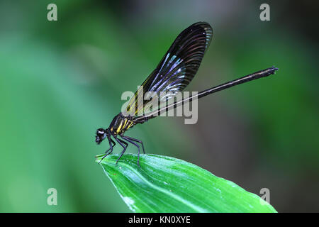 Giallo Damselfy/Dragon Fly/Zygoptera seduta nel bordo della foglia verde Foto Stock