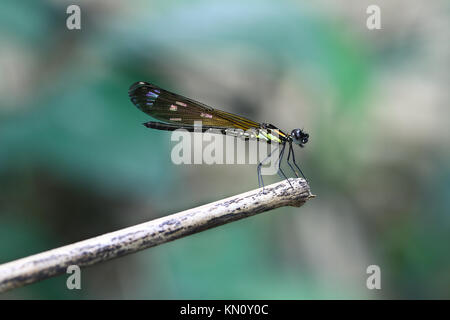 Giallo Damselfy/Dragon Fly/Zygoptera con ali colorate in seduta sul bordo del gambo di bambù Foto Stock