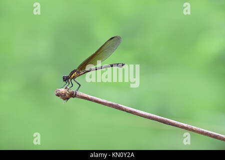 Giallo Damselfy/Dragon Fly/Zygoptera seduta nel bordo del gambo di bambù Foto Stock