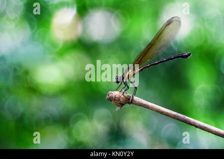 Giallo Damselfy/Dragon Fly/Zygoptera seduta nel bordo del gambo di bambù con belle meyer bokeh come backgorund Foto Stock