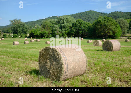 Balle di fieno e campi nei pressi di Cereste nel Parco Regionale del Luberon Provenza Francia Foto Stock