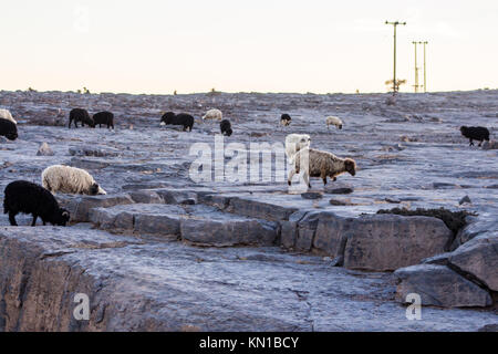 I rilievi montuosi di Oman. zona collinare. Allevamento di capre e pecore roaming sulle montagne sullo sfondo del paesaggio e dello sfondo. Foto Stock
