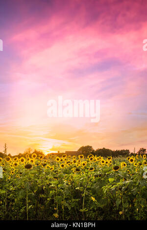 Paesaggio con girasoli sotto tramonto colorato Foto Stock
