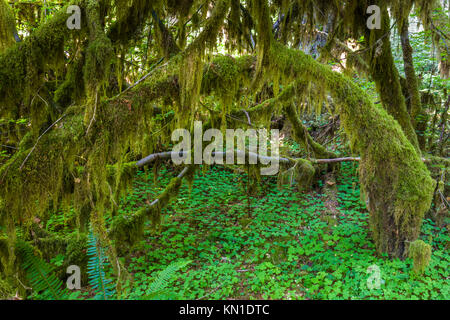 Lungo la Sala dei muschi Trail nel Hoh Rain Forest iin Olypmic National Park nello Stato di Washington negli Stati Uniti Foto Stock