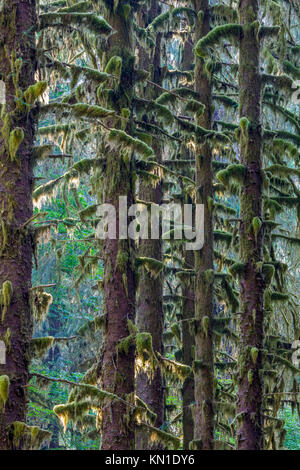 Lungo la Sala dei muschi Trail nel Hoh Rain Forest iin Olypmic National Park nello Stato di Washington negli Stati Uniti Foto Stock