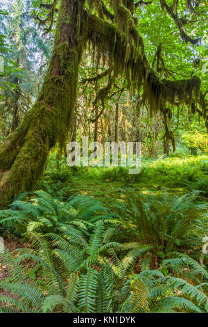 Lungo la Sala dei muschi Trail nel Hoh Rain Forest iin Olypmic National Park nello Stato di Washington negli Stati Uniti Foto Stock