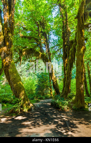 Hall di muschi Trail nel Hoh Rain Forest iin Olypmic National Park nello Stato di Washington negli Stati Uniti Foto Stock