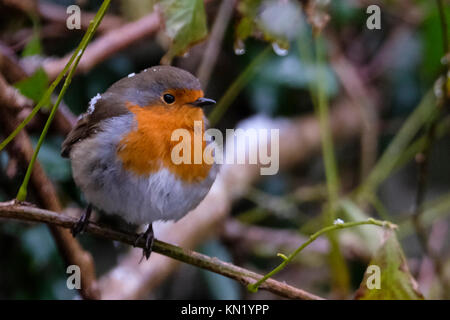 Aberystwyth, Wales, Regno Unito. Decimo Dec, 2017. Una solitaria robin alla ricerca di cibo dopo la prima nevicata dell'anno. Credito: Alan Hale/Alamy Live News Foto Stock