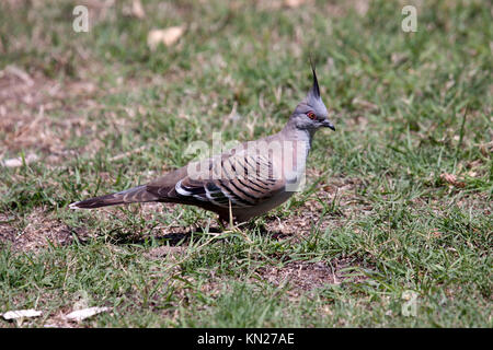 Crested pigeon rovistando sul terreno in pascoli nel NSW Australia Foto Stock