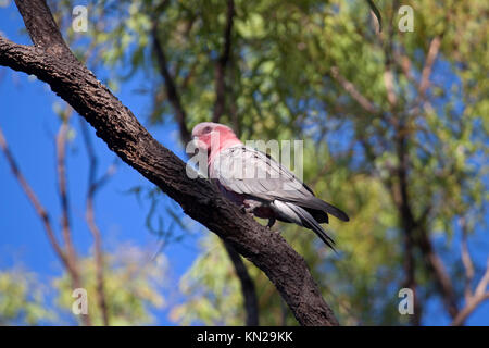 Galah appollaiato sulla fronda di albero in Victoria Australia Foto Stock