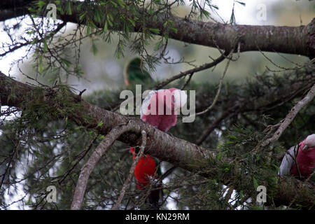 Galah appollaiato sulla fronda di albero in Victoria Australia Foto Stock