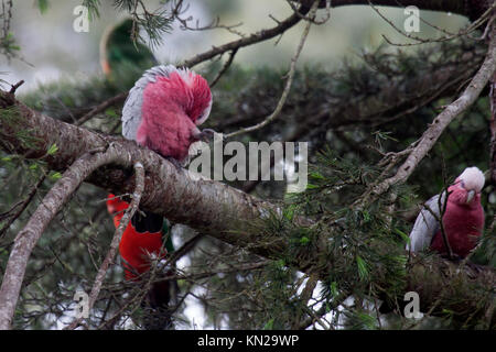 Galah appollaiato sulla fronda di albero in Victoria Australia Foto Stock