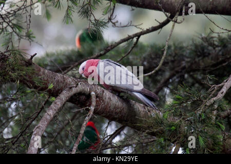 Galah appollaiato sulla fronda di albero in Victoria Australia Foto Stock