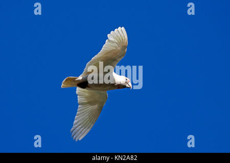 Lunga fatturati corella in volo in Halls Gap Victoria Australia Foto Stock