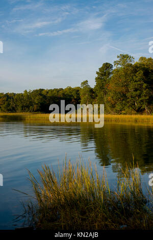 Stati Uniti d'America, Virginia VA Campo indiano creek vicino a Yorktown Virginia zone umide Foto Stock