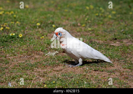 Lunga fatturati corella rovistando sul terreno in Halls Gap Victoria Australia Foto Stock