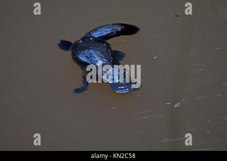 Platypus nuotare in acqua dolce insenatura nel Queensland Australia Foto Stock