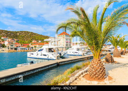 Palm tree in porto con barche in Marina Cittadina fra Rogoznica e Trogir, Dalmazia, Croazia Foto Stock