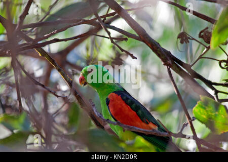Red Parrot alato arroccato nella struttura ad albero nel Queensland Australia Foto Stock