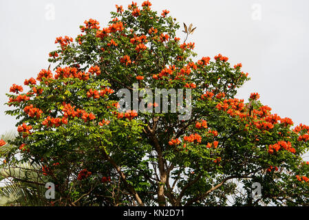 African Tulip Tree (Spathodea campanulata) è molto comune, ma non una struttura nativa in Hawai'i Foto Stock