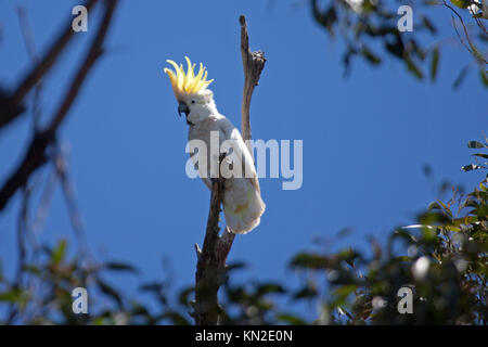 Zolfo crested cacatua arroccato nella struttura ad albero in Victoria Australia Foto Stock